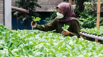 Sisi (24) melakukan pengecekan kebun hidroponik di halaman rumahnya di Bojongsari, Depok, Selasa (8/3/2022).[Suara.com/Septian]