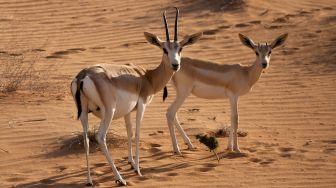 3 Fakta Dubai Desert Conservation Reserve, Cagar Alam dengan Ekosistem Gurun yang Unik