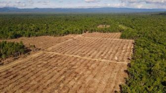 Mengerikan Penampakan Hutan Adat Rusak Akibat Pembukaan Lahan Sawit di Jayapura