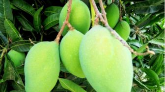 Bukan hanya Menjadi Buah Favorit, Ini 5 Manfaat Mangga bagi Tubuh