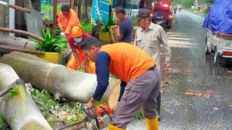 Nestapa Pemotor di Pasuruan, Lagi Asyik Melintas Tertimpa Pohon Sampai Patah Tulang