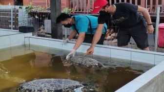 9 Penyu Hasil Selundupan Dilepasliarkan, Sempat Disuntik Vitamin