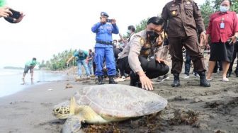 9 Penyu Dilepasliarkan, Ini Harapan Kapolres Jembrana