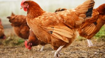 4 Fakta Janaka Agrinak, Ayam Kampung Petelur Unggul Asli Indonesia yang Siap Dibudi Daya