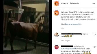 Viral Video Seekor Sapi Kabur di Sumenep, Warganet Malah Singgung Madura United FC