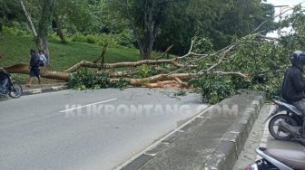 Pohon Tumbang di Jalan Cipto Mangunkusumo Bontang, Satu Pengendara Motor Dikabarkan Terluka