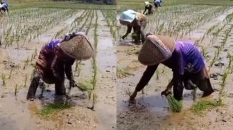 Kartu Tani Tak Bisa Diandalkan, Kelangkaan Pupuk Bikin Petani Ciamis Menjerit