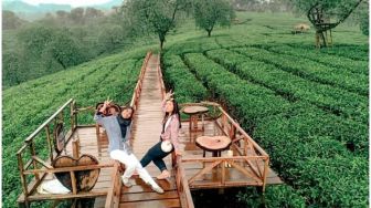 Sejarah Kebun Teh Lawang, Serta Tarif dan Panduan ke Lokasi