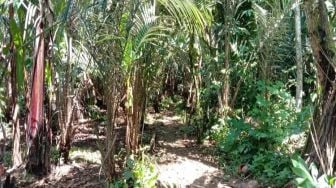 Monyet Serang Tanaman di Payangan, Petani Resah