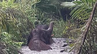 Dua Gajah Liar Belum Dievakuasi dari Desa Rawa Bangun Riau, Masuk ke Pemukiman dan Rusak Kebun Sawit