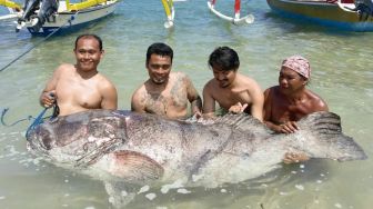 Super Jackpot! Nelayan di Sanur Dapat Monster Kerapu Seberat Lebih 100 Kilogram, Ini Penampakannya