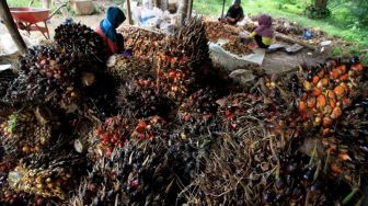Harga Sawit Riau Naik Sepekan ke Depan, Berikut Rinciannya