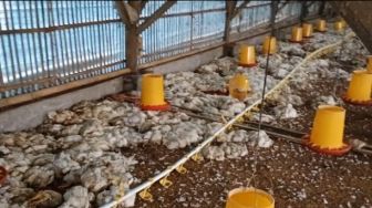 19 Ribu Ayam Potong Mati Mendadak, Ini Penyebabnya