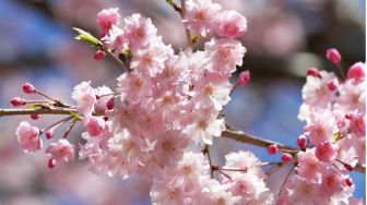 5 Manfaat Bunga Sakura bagi Kesehatan Kulit, Salah Satunya Bisa Mencerahkan