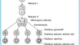 Pelajaran Biologi: Ini Perbedaan Gamet Mikrosporogenesis dan Megasporogenesis pada Tumbuhan