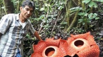 Selama Tiga Bulan Ini, 15 Bunga Rafflesia Mekar di Batang Palupuh Agam