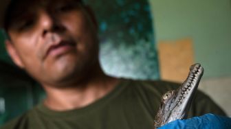 Jose Flores, Kepala Area Reptil Kebun Binatang Huachipa menangani anak buaya Amerika berusia 45 hari di Huachipa, Peru, Kamis (10/3/2022). [Cris BOURONCLE / AFP]
