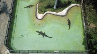 Gambar dari udara kolam buaya Amerika di Kebun Binatang Huachipa, Peru, Kamis (10/3/2022). [Carlos REYES / AFP]