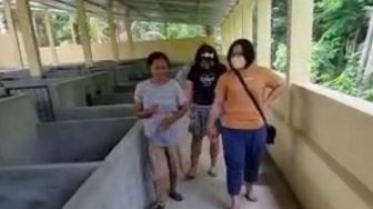 Peternak Babi di Bali Masih Belum Berorientasi Pasar