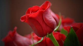 Selain untuk Aromaterapi, Ini 8 Khasiat Bunga Mawar untuk Kesehatan