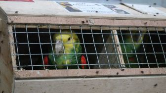 Ribuan Burung dari Afrika Selatan dan Malaysia Dipulangkan ke Negara Asal