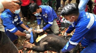 Beruang Madu Ditemukan Terjerat di Aceh Barat Daya