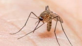 Kasus Malaria di PPU Tinggi, Tercatat 300 Penderita Ditangani di Pusat Pelayanan Kesehatan