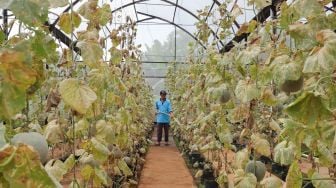 Petugas melakukan perawatan tanaman buah melon di Agro Edu Wisata (AEW) Cilangkap, Jakarta Timur, Jumat (18/3/2022). [Suara.com/Alfian Winanto]