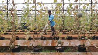 Petugas melakukan perawatan tanaman buah melon di Agro Edu Wisata (AEW) Cilangkap, Jakarta Timur, Jumat (18/3/2022). [Suara.com/Alfian Winanto]