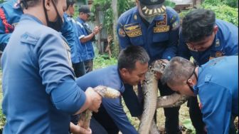 Geger! Penemuan Ular Sanca Sepanjang Hampir 5 Meter di Kayuringin Bekasi, Petugas: Mangsa Hewan Peliharaan Warga