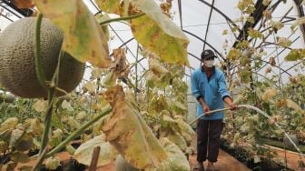 Petugas melakukan perawatan tanaman buah melon di Agro Edu Wisata (AEW) Cilangkap, Jakarta Timur, Jumat (18/3/2022). [Suara.com/Alfian Winanto]