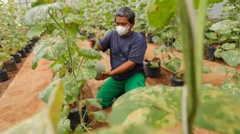 Petugas melakukan perawatan buah melon di Agro Edu Wisata (AEW) Cilangkap, Jakarta Timur, Jumat (18/3/2022). [Suara.com/Alfian Winanto]