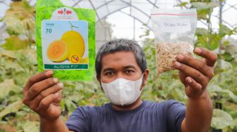 Petugas menunjukkan benih salah satu jenis buah melon yang ditanam di Agro Edu Wisata (AEW) Cilangkap, Jakarta Timur, Jumat (18/3/2022). [Suara.com/Alfian Winanto]