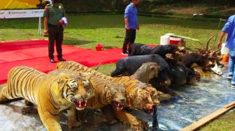 Belasan Opsetan Satwa Dilindungi, Empat Harimau Sumatera hingga Macan Tutul Dimusnahkan