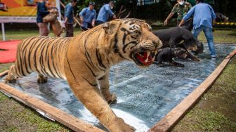 Petugas menyusun barang bukti koleksi jenis awetan (offset) Harimau Sumatera (Panthera tigris sumatrae) dan satwa dilindungi lainnya untuk dimusnahkan di Palembang, Sumatera Selatan, Jumat (18/3/2022). [ANTARA FOTO/Nova Wahyudi/hp]
