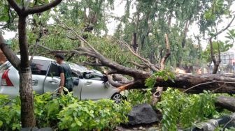 Brakkk! Tiga Kendaraan di Sidoarjo Ringsek Tertimpa Pohon Tumbang