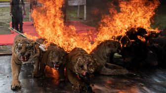 BBarang bukti berupa koleksi jenis awetan (offset) Harimau sumatera (Panthera tigris sumatrae) dan satwa dilindungi lainnya dimusnahkan dengan cara dibakar di Palembang, Sumatera Selatan, Jumat (18/3/2022). [ANTARA FOTO/Nova Wahyudi/hp]
