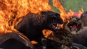 Barang bukti berupa koleksi jenis awetan (offset) Macan Tutul Jawa/Macan Kumbang (Panthera pardus melas), Macan Dahan (Neofelis nebulosa) dan satwa dilindungi lainnya dimusnahkan dengan cara dibakar di Palembang, Sumatera Selatan, Jumat (18/3/2022). [ANTARA FOTO/Nova Wahyudi/hp]
