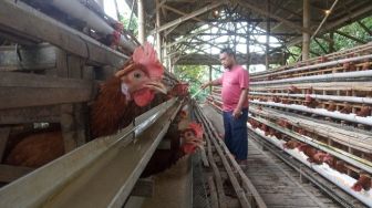 Ratusan Ayam Petelur di Cianjur Mati Mendadak, Peternak Rugi Ratusan Juta