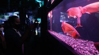 Pengunjung melihat koleksi ikan yang ada di Sea World, Ancol, Jakarta, Minggu (20/3/2022).[Suara.com/Septian]