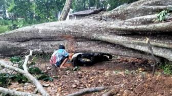 Hujan Deras Disertai Angin Kencang Tumbangkan Pohon Besar dan Tower Radio di Tuban