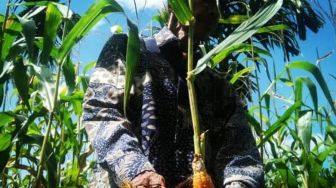 Puluhan Hektare Tanaman Jagung Petani Padang Pariaman Terancam Gagal Panen, Ini Penyebabnya