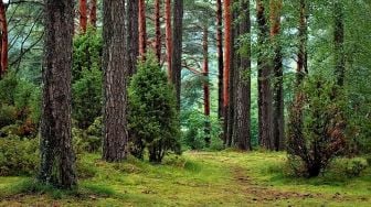 Hari Hutan Sedunia, Ini 5 Langkah Sederhana Untuk Melestarikan Hutan