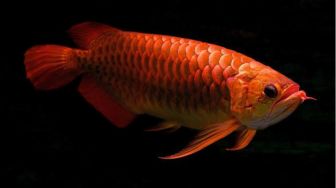 Ada yang Asli dari Indonesia, Berikut Ini 11 Jenis Ikan Arwana