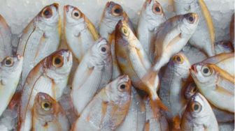 4 Manfaat Ikan Laut yang Menyehatkan bagi Tubuh
