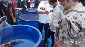 Lomba Ikan Koi Terbesar di Indonesia Kembali Digelar, Diikuti Lebih dari 3 Ribu Peserta