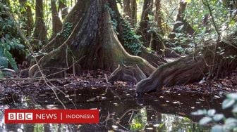 Kasus Bocah yang Ditemukan Setelah Hilang Hampir Sebulan di Hutan Amazon