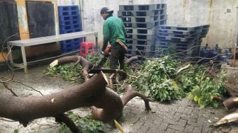 Hujan Deras Disertai Angin Kencang, 6 Pohon Tumbang di Jakbar