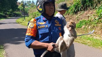 Ngeri! Monyet Liar yang Pernah Serang 3 Siswa SMP di Purwakarta Ngamuk saat akan Dievakuasi