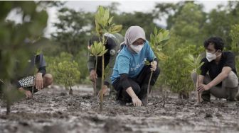 Bangkitkan Pariwisata Berkelanjutan, 40 Ribu Bibit Bakau Ditanam di Buleleng, Bali